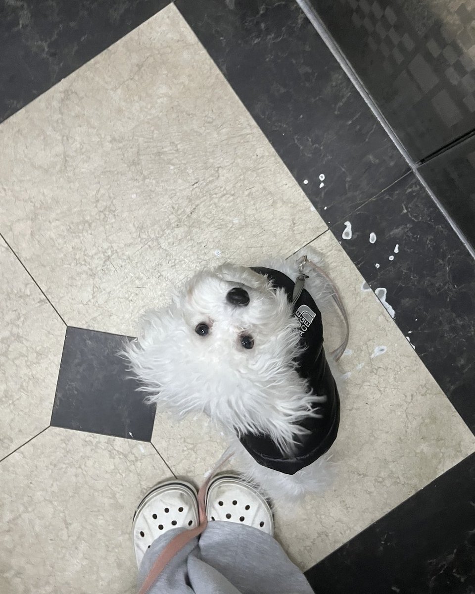 kuriiluv's tweet photo. 안녕하세요, 뚱이 보호자입니다.
아까 라이즈 퇴근길에 갔던 강아지는 제 강아지이며 찰리, 은석, 라이즈 그 누구와도 관련이 없습니다.
혼란을 드려 죄송합니다.
혹시 가능하시다면 해당 게시물은 내려주시면 감사하겠습니다.
#라이즈 #찰리아님 https://t.co/onrZ48KMy6