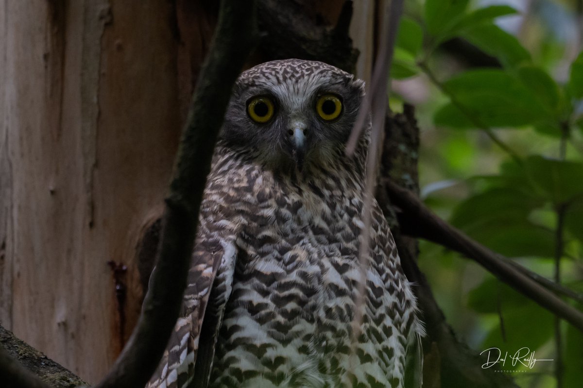 dallysbackyard's tweet photo. A quick encounter with a Powerful Owl with an Eastern Ringtail Possum in the Morwell National Park🙂🦉#aussiebirds #Gippsland #abcaustralia #abcmyphoto #abcinmelbourne #visitgippsland #latrobevalley 
  #getbacktogippsland #ausgeo #visitlatrobecity  #nikonz8 https://t.co/U7jv5W2CND