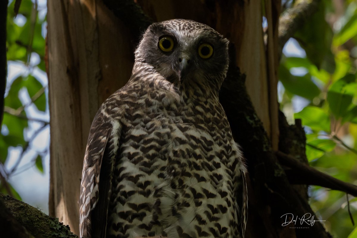 dallysbackyard's tweet photo. A quick encounter with a Powerful Owl with an Eastern Ringtail Possum in the Morwell National Park🙂🦉#aussiebirds #Gippsland #abcaustralia #abcmyphoto #abcinmelbourne #visitgippsland #latrobevalley 
  #getbacktogippsland #ausgeo #visitlatrobecity  #nikonz8 https://t.co/U7jv5W2CND
