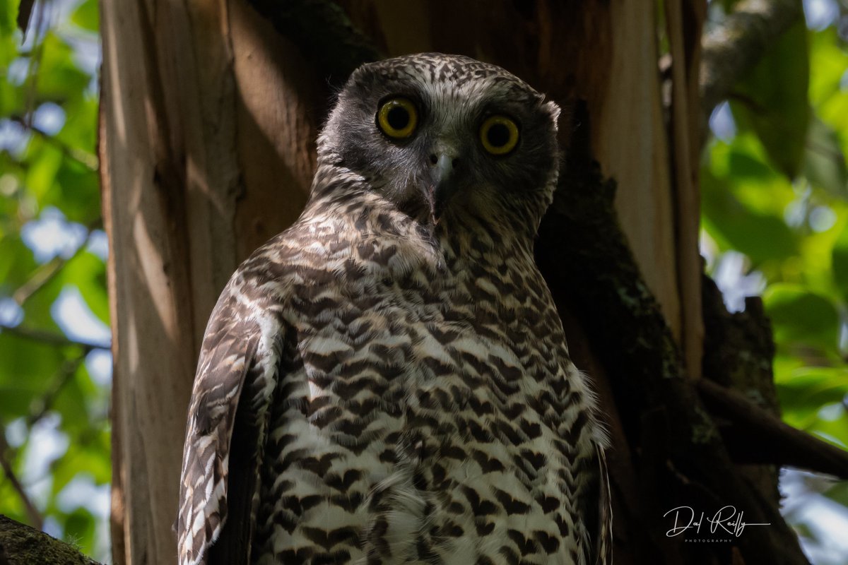 dallysbackyard's tweet photo. A quick encounter with a Powerful Owl with an Eastern Ringtail Possum in the Morwell National Park🙂🦉#aussiebirds #Gippsland #abcaustralia #abcmyphoto #abcinmelbourne #visitgippsland #latrobevalley 
  #getbacktogippsland #ausgeo #visitlatrobecity  #nikonz8 https://t.co/U7jv5W2CND