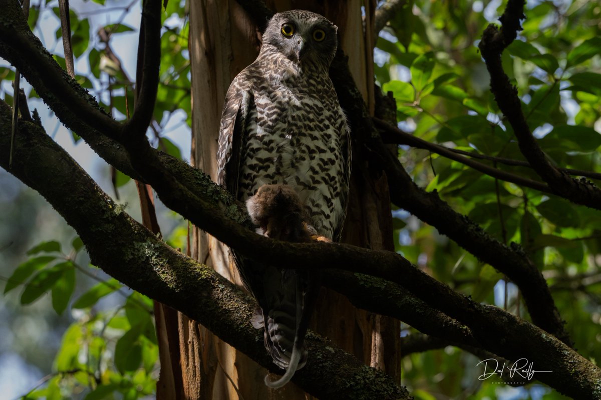 dallysbackyard's tweet photo. A quick encounter with a Powerful Owl with an Eastern Ringtail Possum in the Morwell National Park🙂🦉#aussiebirds #Gippsland #abcaustralia #abcmyphoto #abcinmelbourne #visitgippsland #latrobevalley 
  #getbacktogippsland #ausgeo #visitlatrobecity  #nikonz8 https://t.co/U7jv5W2CND
