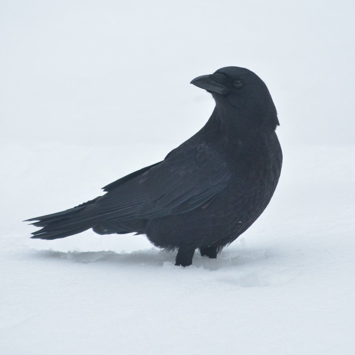 DrummerBoy2112's tweet image. A crow in the snow.