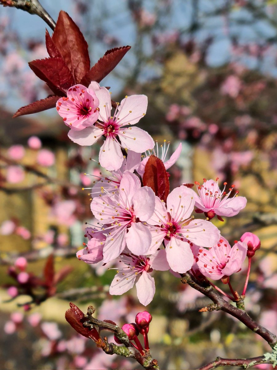 is_glasgow's tweet image. Pink blossoms on a Glasgow street and warmth in  the air - Spring is definitely here!

#glasgow #spring #blossoms #glasgowtoday #springblossoms