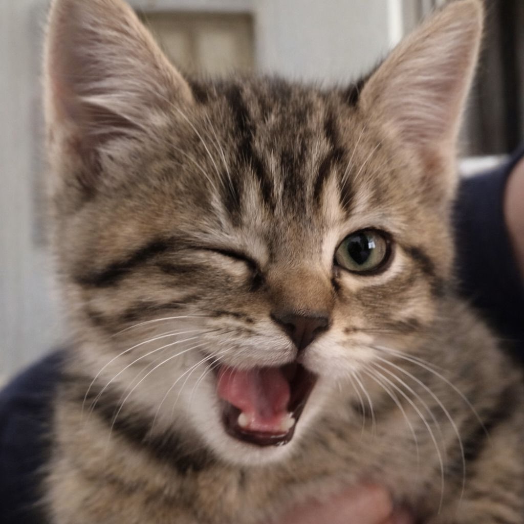 송은석 고양이 tweet media