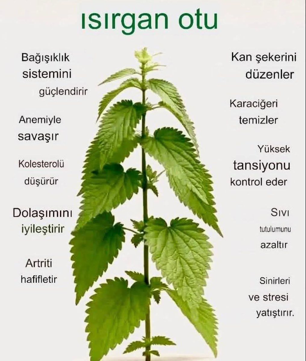 Şifa  deposu ısırgan: 
Görsel ve bilgiler alıntıdır.