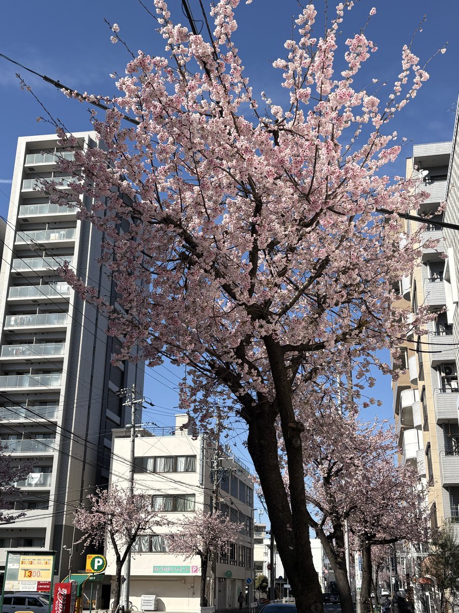 mnst8889's tweet photo. ホームコースを一周サクッと🏍️💨💨
桜もいい感じ🌸 https://t.co/ZfKT0SB2qr