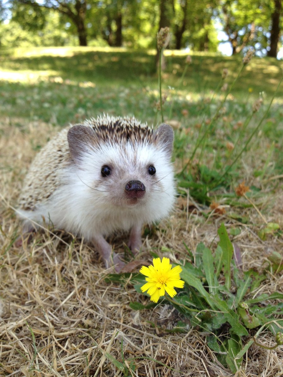 Hedgehog Zone tweet media