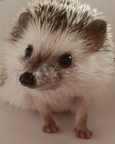 Hedgehog Zone tweet media