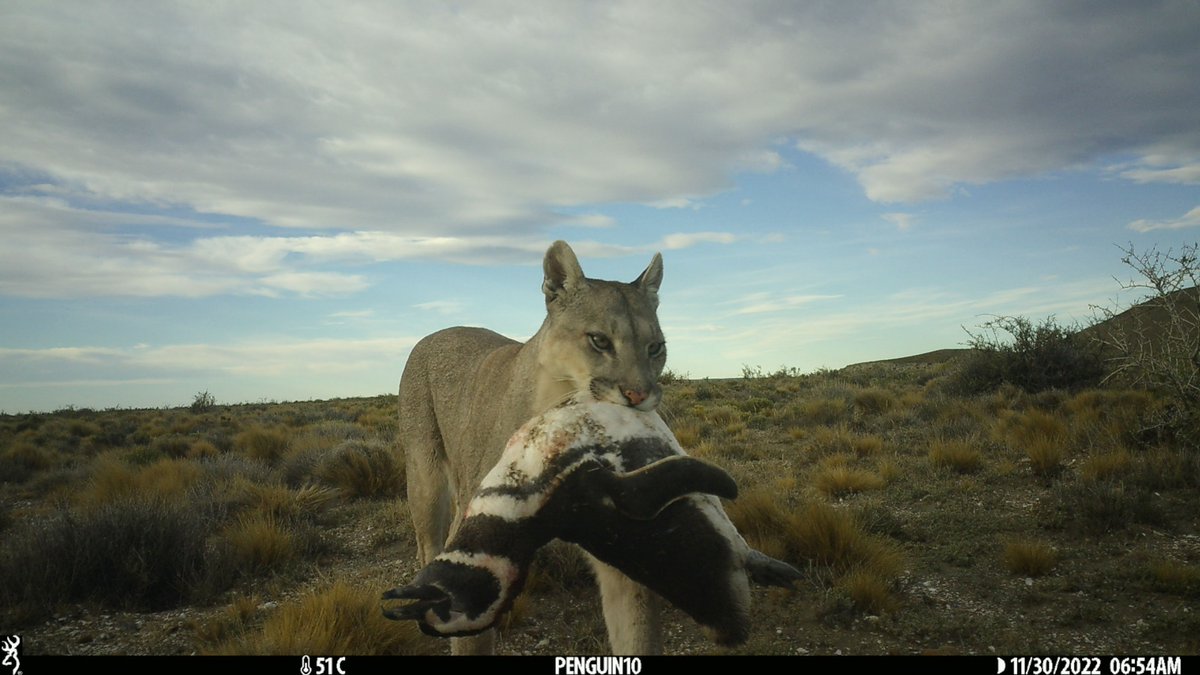 trailcam (@trail_cams) on Twitter photo 