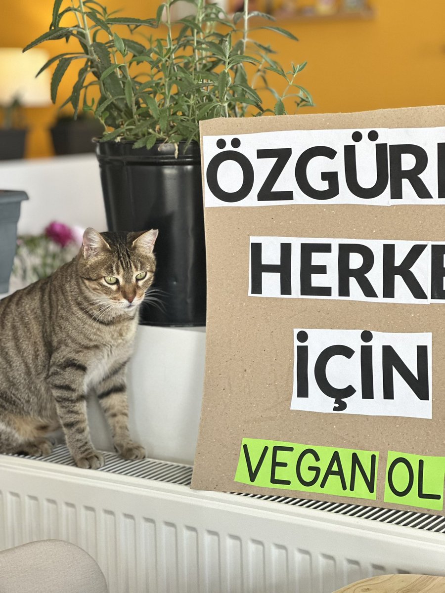 gabo_kitchen's tweet photo. ÖZGÜRLÜK HERKES İÇİN✌️

#veganol https://t.co/Fo1rnacfNl