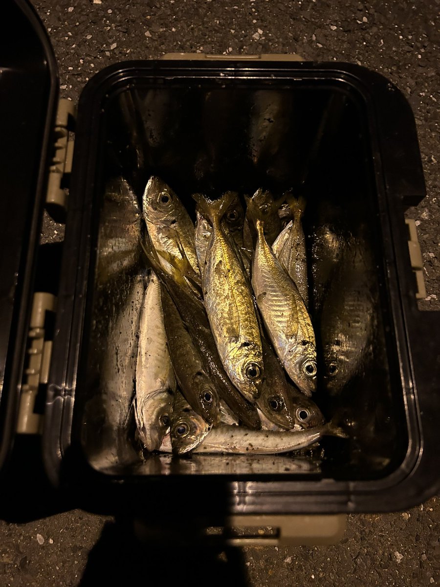 RUI05280's tweet photo. 久しぶりに魚釣り🐟
めっちゃ楽しかった😊
暇な時また行こうかな(o・・o)/~
 またしっぽがこんがり焼けましたW

 #魚釣り https://t.co/oiGnN2pNBc