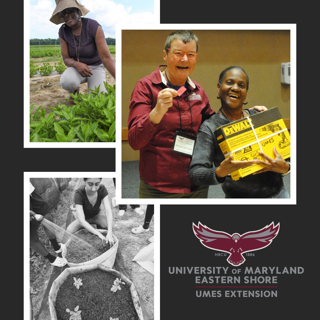 umesextension tweet media