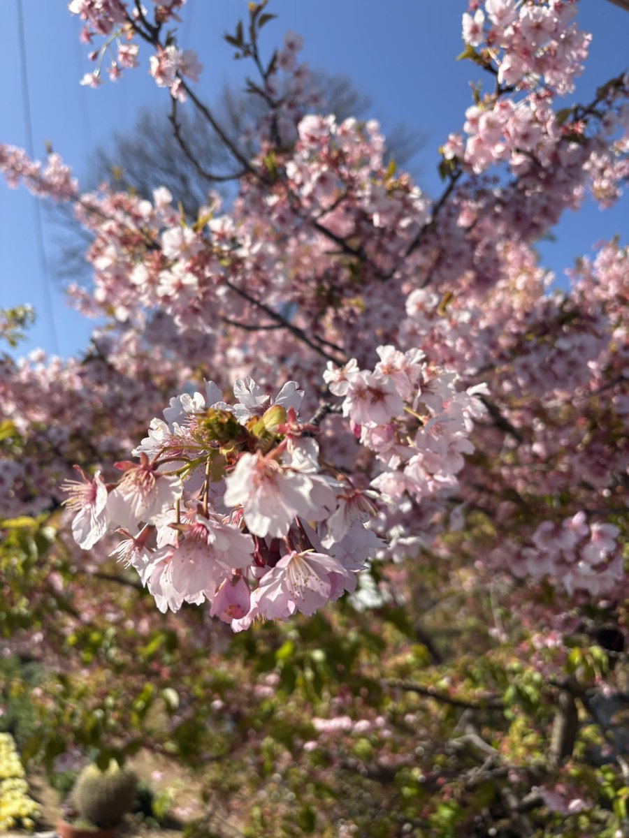 dn2akstn's tweet photo. 🌸 https://t.co/TblSnl4QSF
