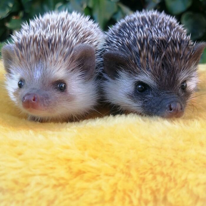 Hedgehog Zone tweet media