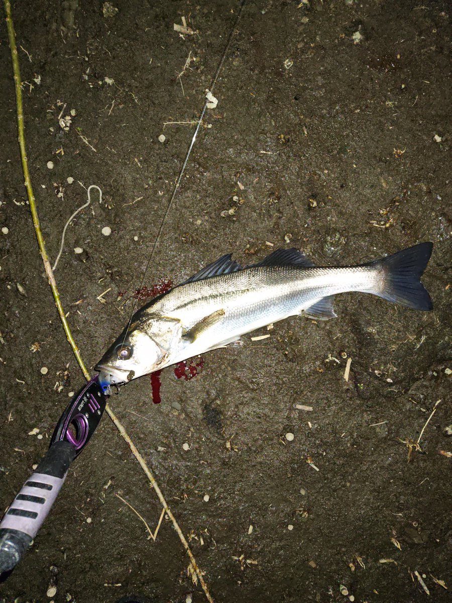 eN77iswGCByVNCI's tweet image. #PSC
#バンク８２S
バチ抜け期待していましたが、目視出来たのが一匹だけ！色々試しましたが反応無し！最後に考え方を変えて最近信頼度最高のバンクで何とか1本取れました！やっぱりバンク凄い！最高！楽しい！
出血してしまったのでサイズは測りませんでした！