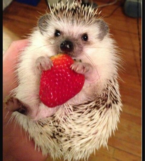 Hedgehog Zone tweet media