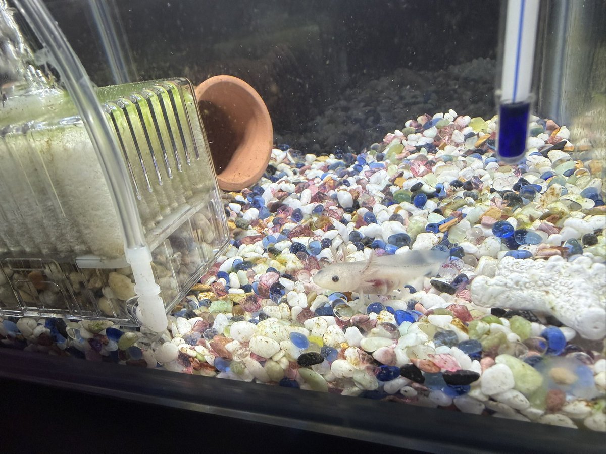 あばすぅ tweet media