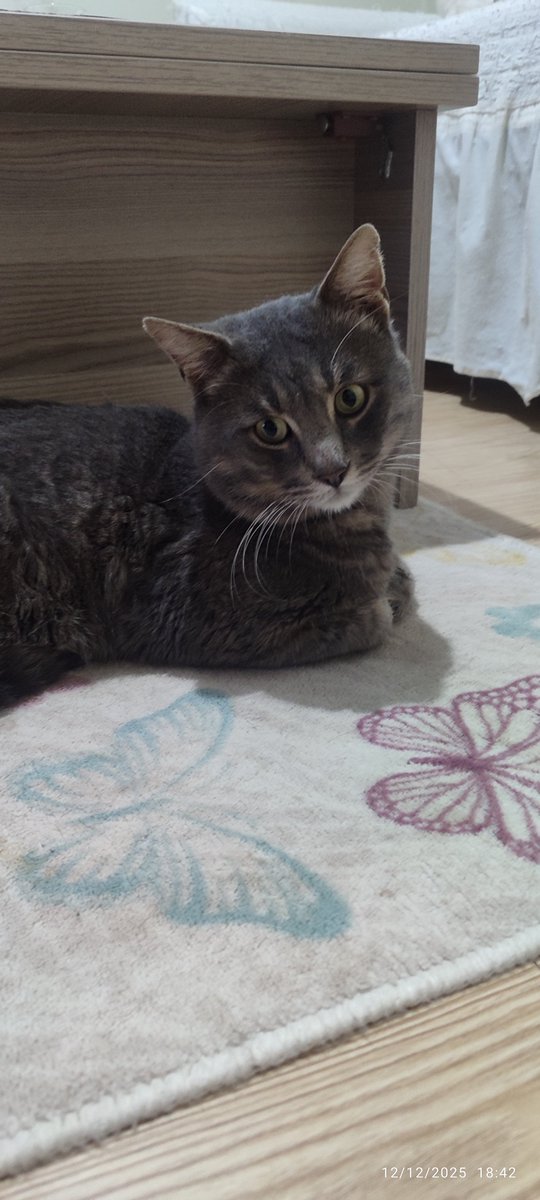 birkedidelisi tweet media