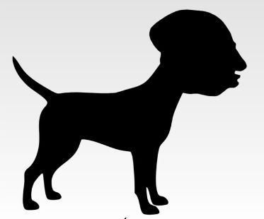 MtKenyaNewss's tweet photo. Which name suits this animal?? https://t.co/3OcCBBUYIM