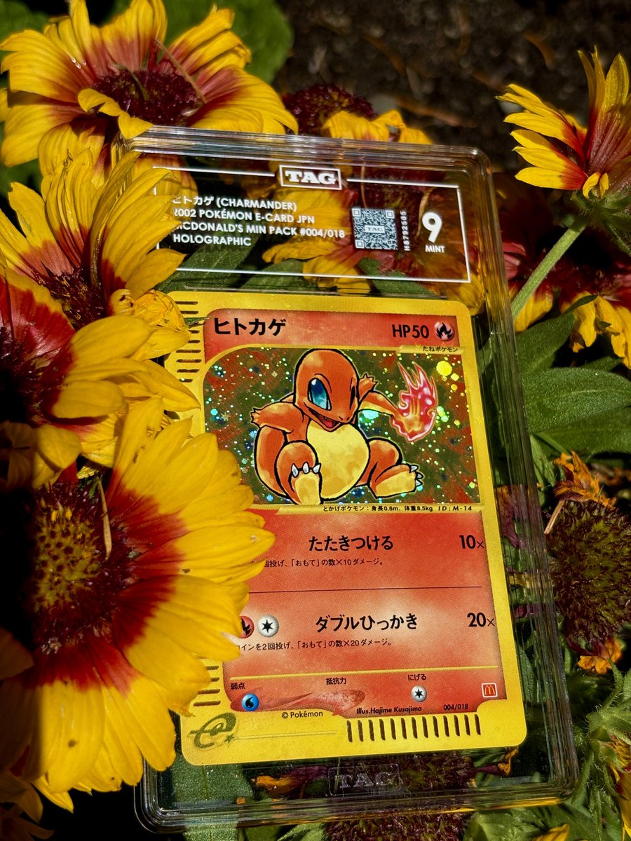 DachshundWizard 🧙‍♂️ tweet media