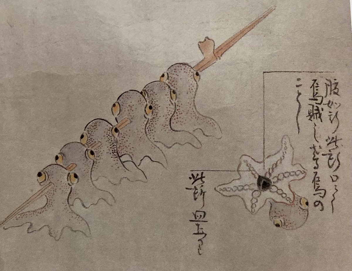 今宵の怪異
筑前化物絵巻荒木家本より
チョコサイ
串に刺して塩振って炙ると大変美味いらしい妖怪
ただし生きている間はたいそう凶暴で群がって人を食い散らかすらしい
刺されたら身体が膨れ上がるというからクラゲの怪異の類いかも(´･ω･)