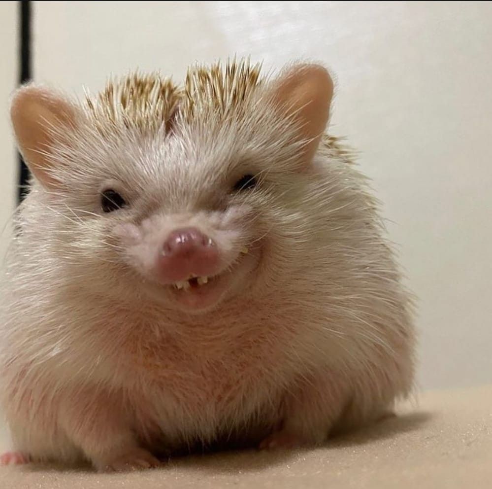 Hedgehog Zone tweet media