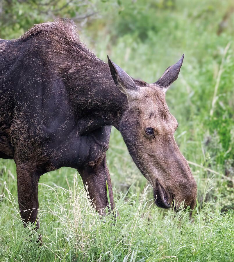 joancarroll's tweet image. Mama Moose 2 Grand Teton NP Wyoming! buff.ly/4ndUNXZ #moose #cow #grandteton #nationalpark #grazing #vegetation #mammal #animal #wildlife #wildlifephotography #wyoming #nature #foliage #artforsale #wallartforsale #giftideas @joancarroll