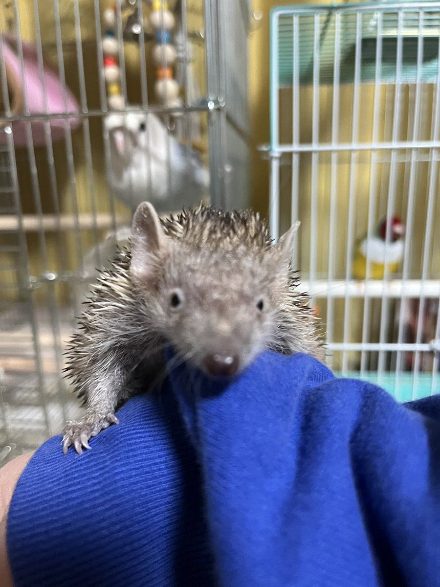 あたす、ヒメハリテンレックのえん。
やっと春が近づいて来てるわっ♡

#ヒメハリテンレック