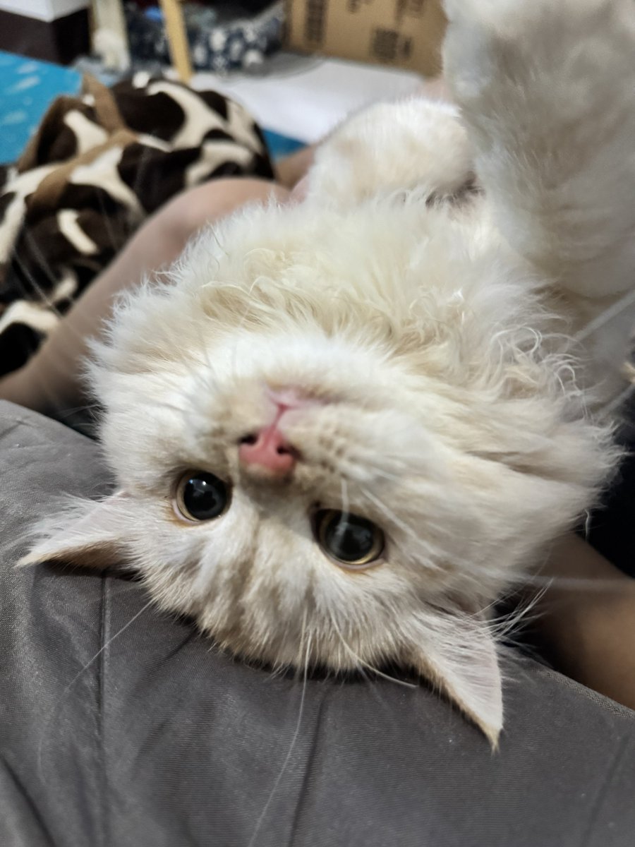 waffles 🧇 tweet media