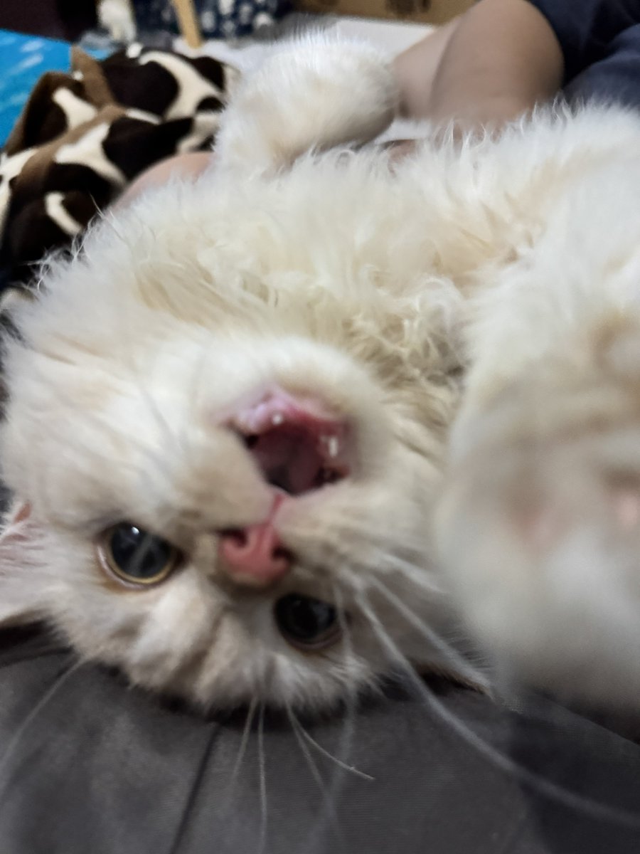 waffles 🧇 tweet media