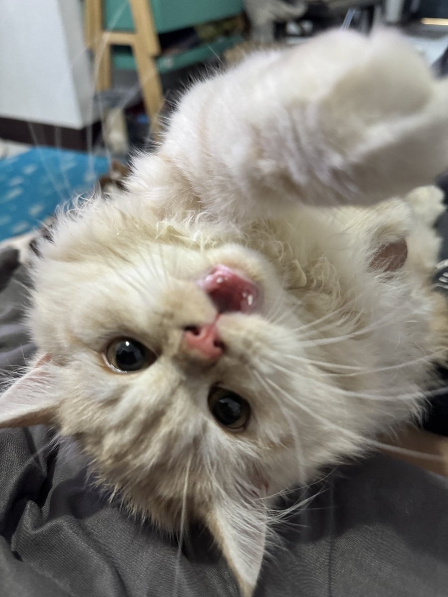 waffles 🧇 tweet media