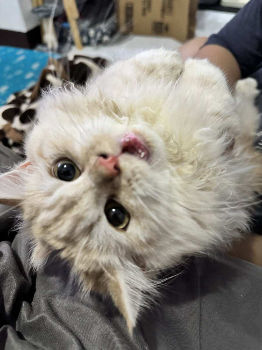 waffles 🧇 tweet media