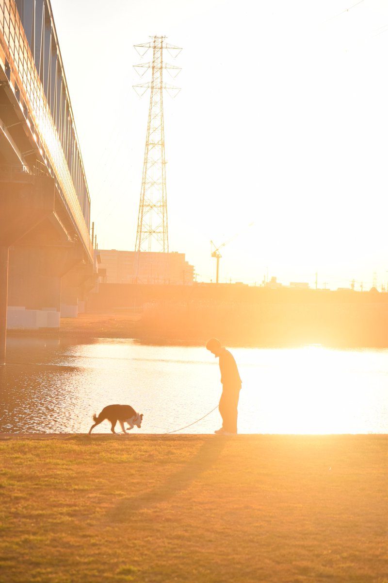 JewelMayuta's tweet photo. いつかの夕散歩🐕️🌠
#bordercollie
#ボーダーコリー
#1歳1ヶ月 #ぼたん https://t.co/QadiHKZ0gG
