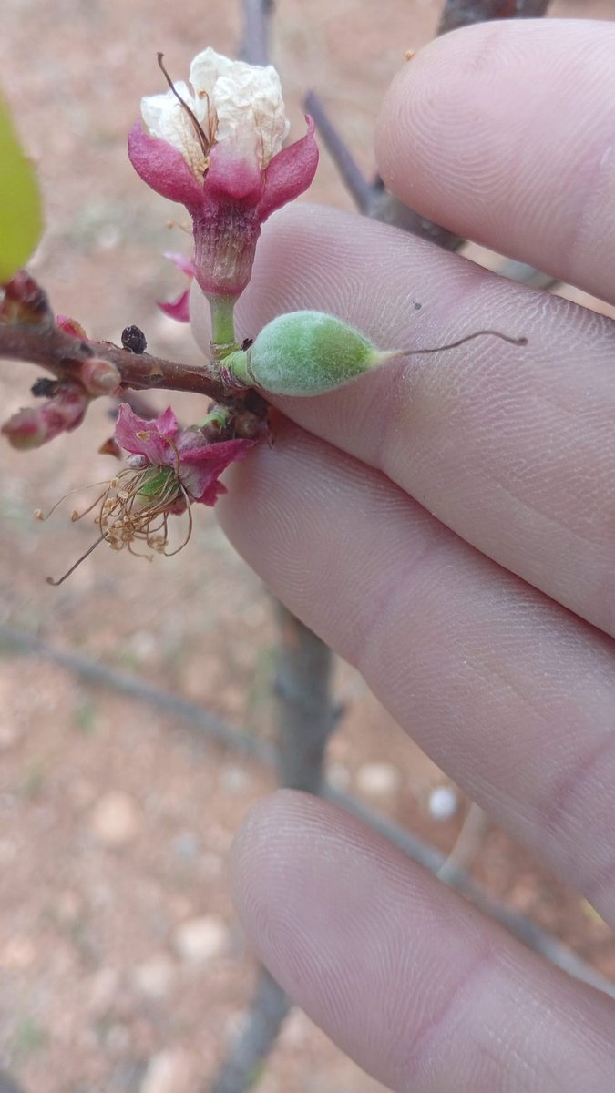 Iván FinX tweet media