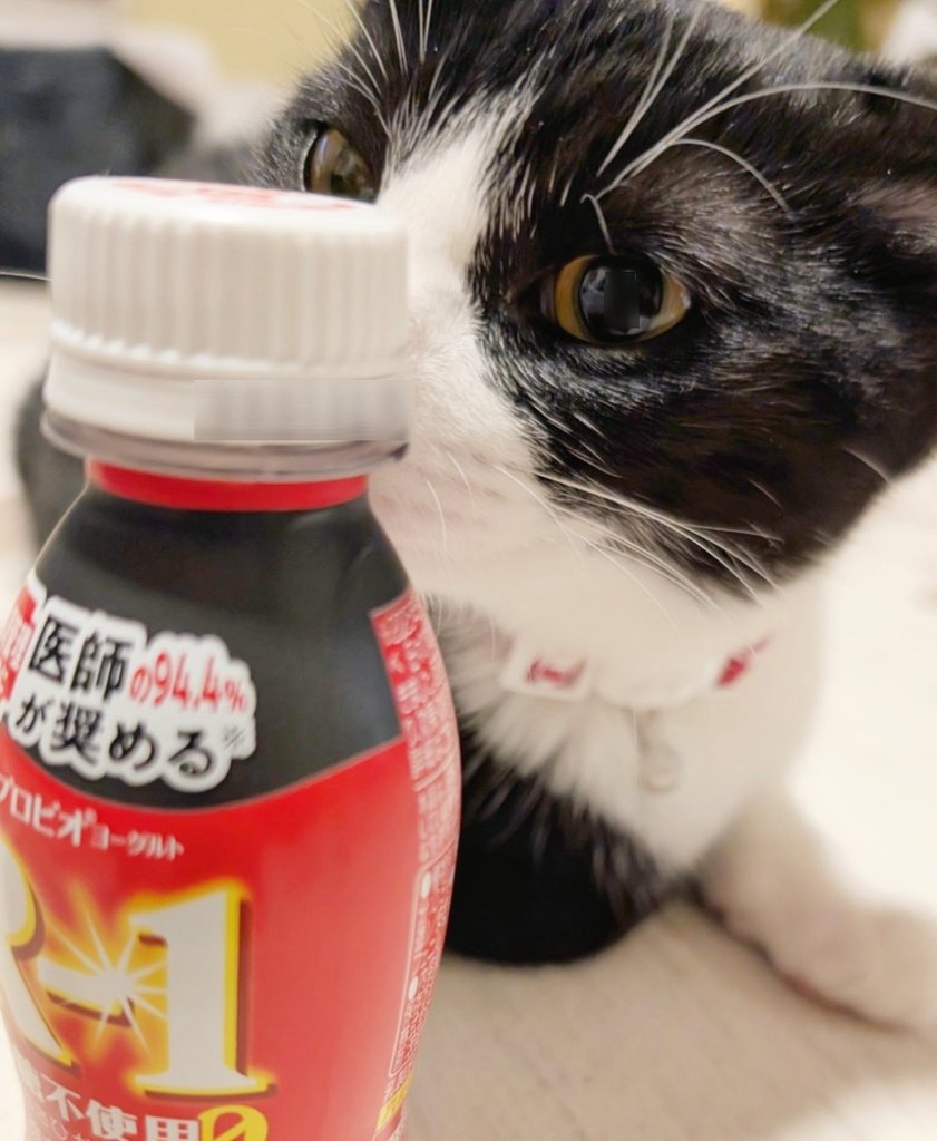 SIY_1111's tweet photo. かわいい猫は万病に効く https://t.co/XyRQCIf9dd