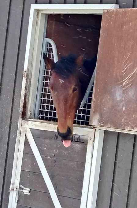 舌出しぶーちゃんかわいかった。シュヴァちも偉大なる母もお元気そうでなにより。そして今話題の勝負服。エバヤン無事に帰国出来ます様に。