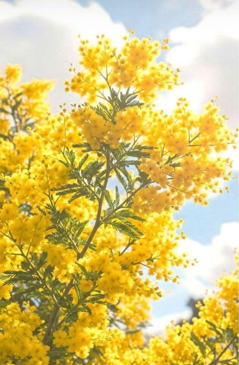 Comincerò a festeggiare la giornata della donna quando sarà domenica anche x me , quando trovo la casa in ordine la sera stanca dal lavoro, quando avrò la dignità di poter decidere se oggi mangio pasta rossa o pasta bianca, quando non dovrò desiderare un giorno a mare. ❤️‍🩹