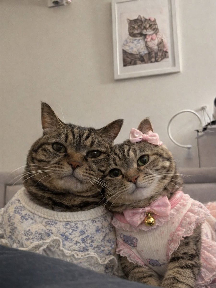Miaw tweet media