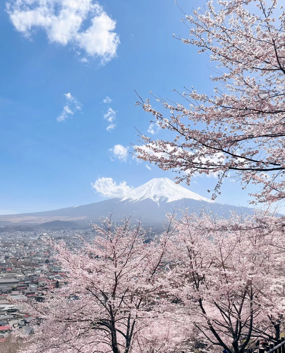Lilidrmf's tweet photo. 昔に撮った写真、本当に日本の桜が懐かしい https://t.co/l4r5tXGT9k