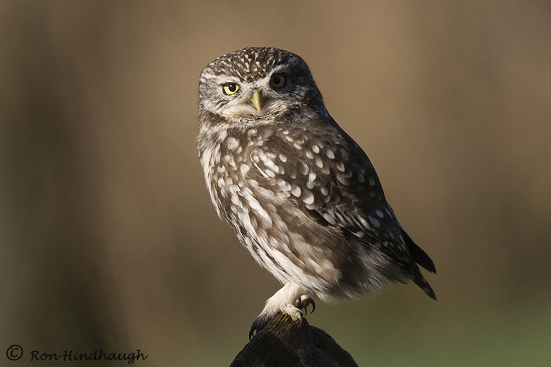 Ron Hindhaugh tweet media