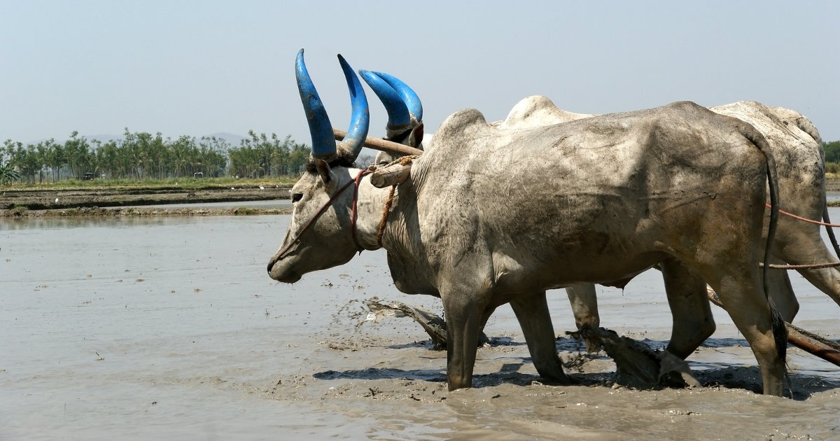 Athena Infonomics tweet media