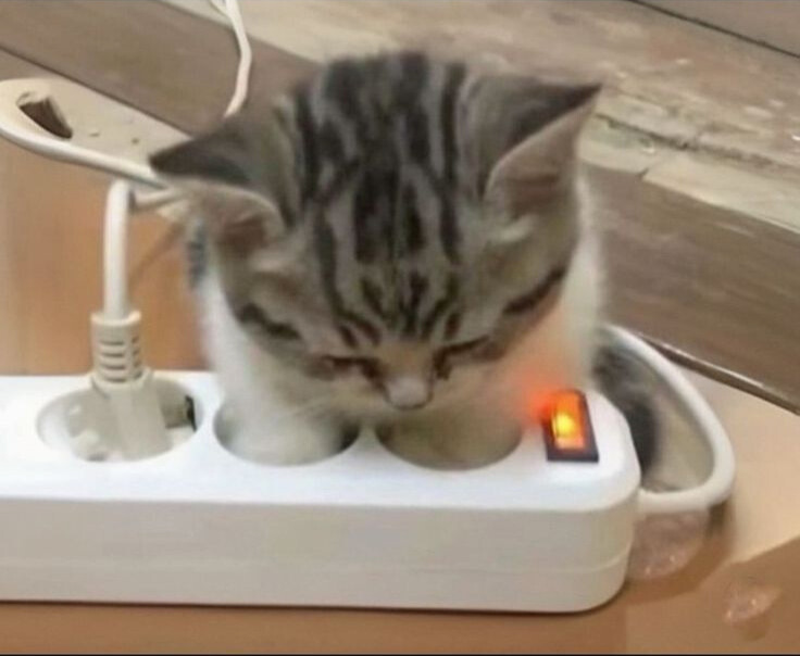 cat jimin pics tweet media