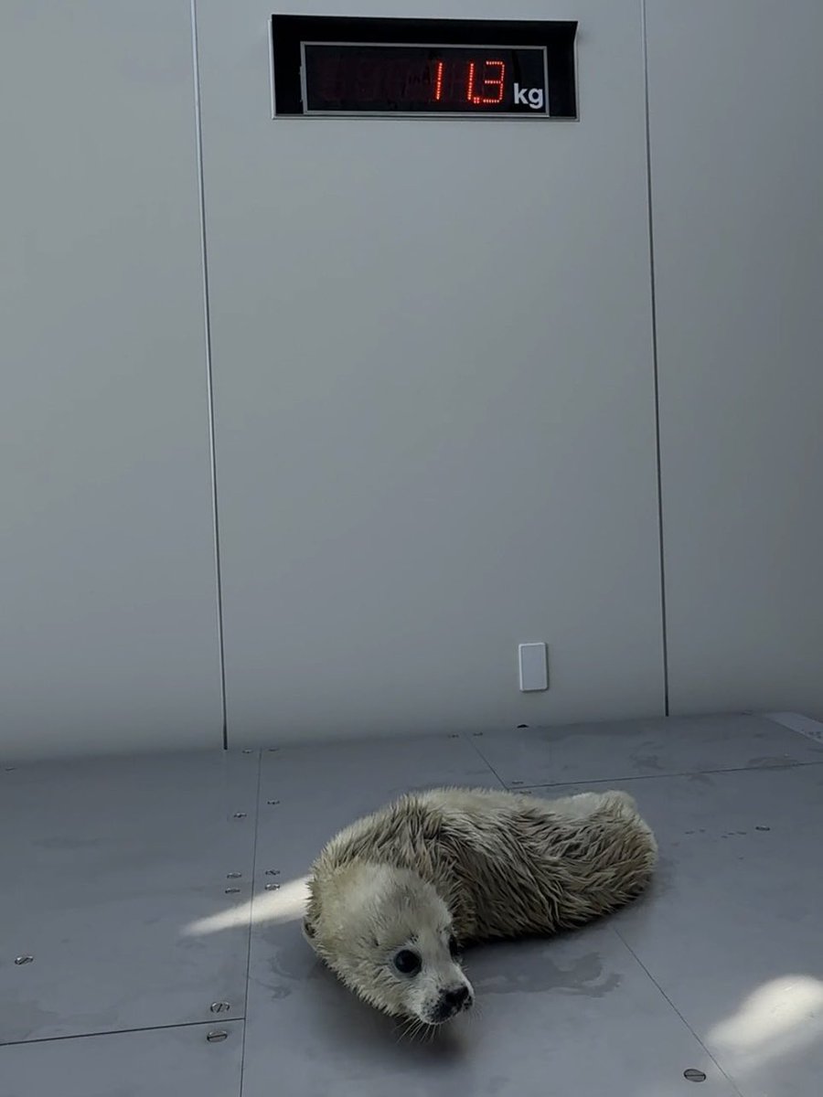 3/8(日)の体重🦭
#アザラシの赤ちゃん