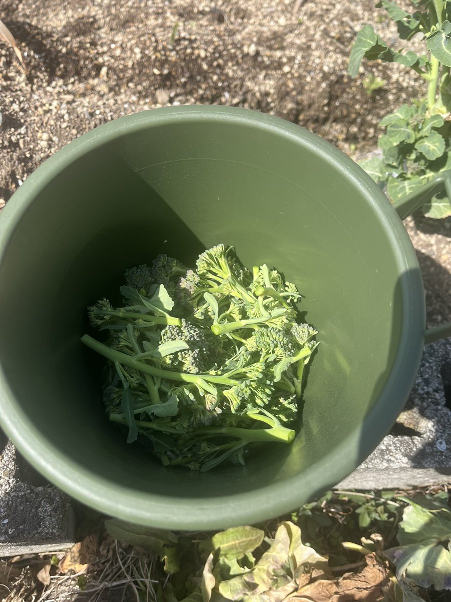 hitton16jp's tweet photo. 今日もたくさんとれた🥦 https://t.co/vGp078CKK0
