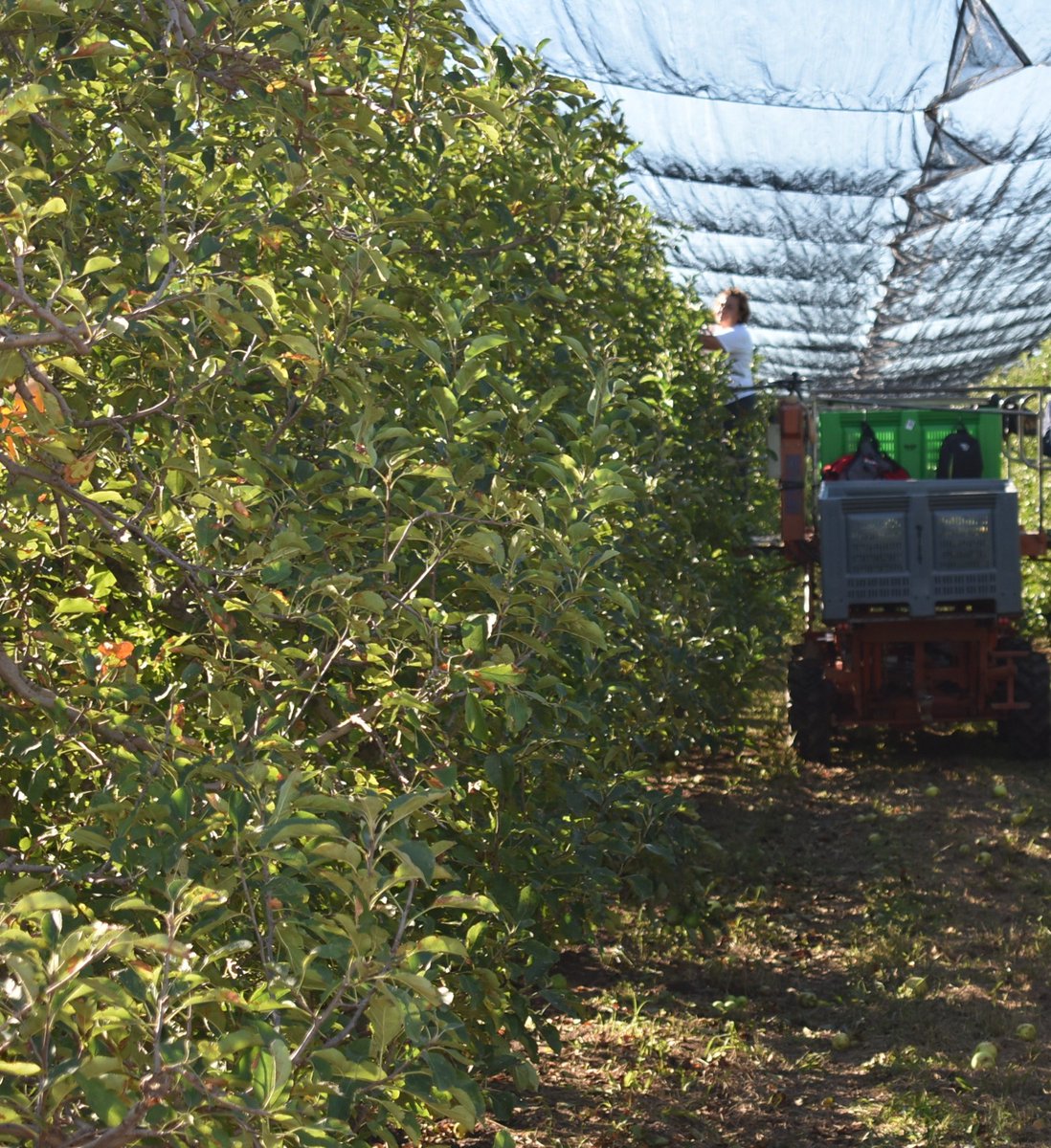 Giropoma Costa Brava tweet media