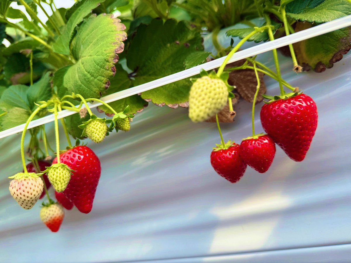 へーどねー tweet media