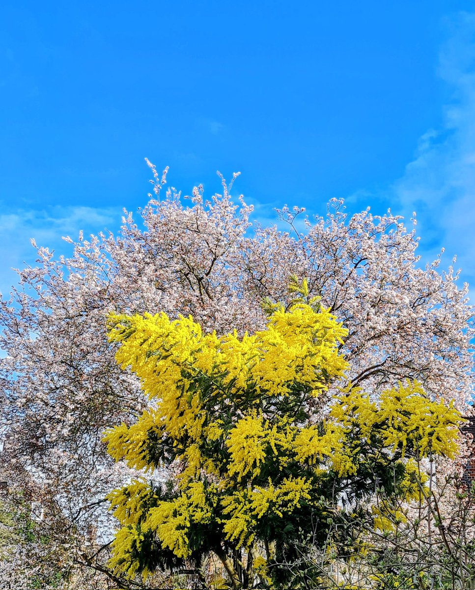 Splats Entertain 🎭🤹♀️ tweet media