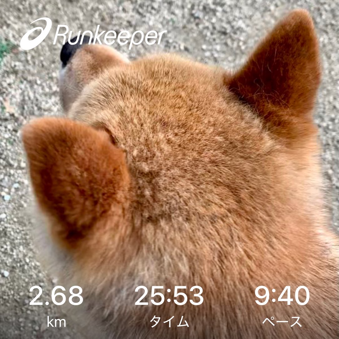 Adamayto's tweet photo. 今日の散歩🐕 https://t.co/NBvmlmBdYW
