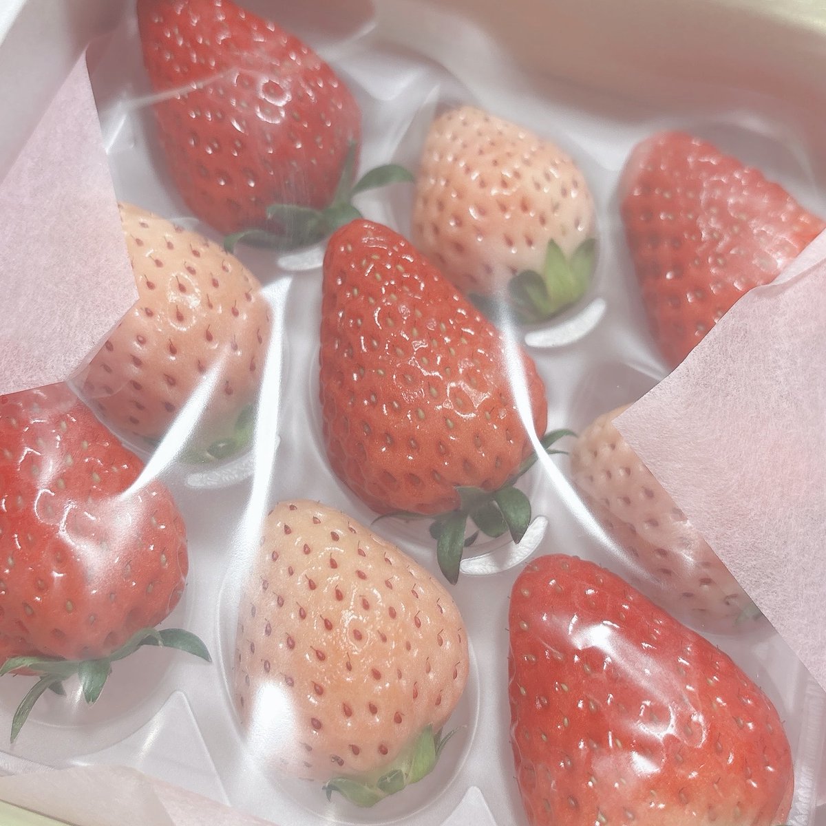 Sara_koe's tweet photo. 先日いただいた
イチゴ🍓の食べ比べセット🥰🥰

今まで赤い🍓のほうが好き！って思ってたんだけど、この白いちごがほんっとに美味しすぎて感動でした🥹❣️❣️ https://t.co/rxi29AqwdY