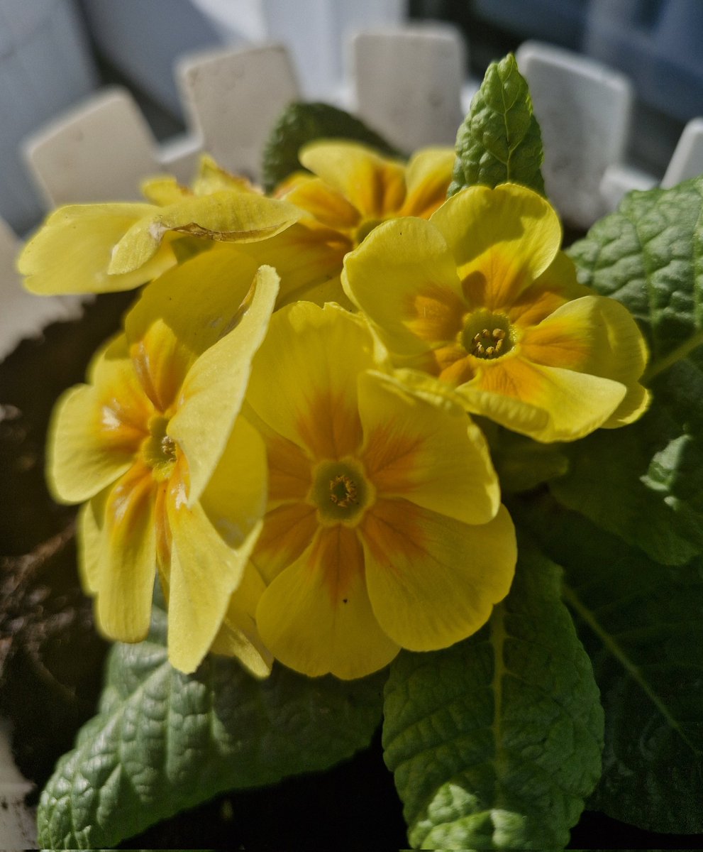 BrigidWalsh10's tweet image. Embrace the beauty of #Nature  under the sun ☀️
#SundayYellow 💛
#SundayThoughts 
#NatureBeauty #grateful